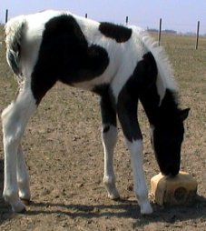 black & white tobiano foxtrotter stud colt, photo #2