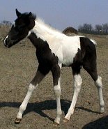 black & white tobiano foxtrotter stud colt, photo #4