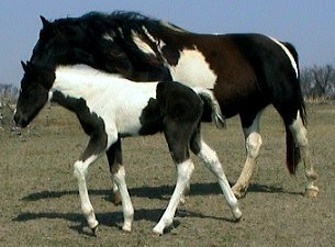 black & white tobiano foxtrotter stud colt, photo #5