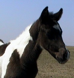 black & white tobiano foxtrotter stud colt, photo #3