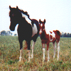 Scout's Foal